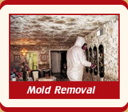 San Ysidro Carpet Cleaning Experts mold removal